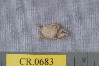 藏品(中華近方蟹)的圖片